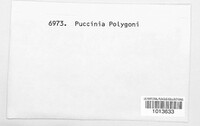 Uromyces polygoni-avicularis image